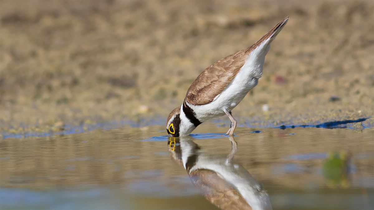 Little Ringed Plover