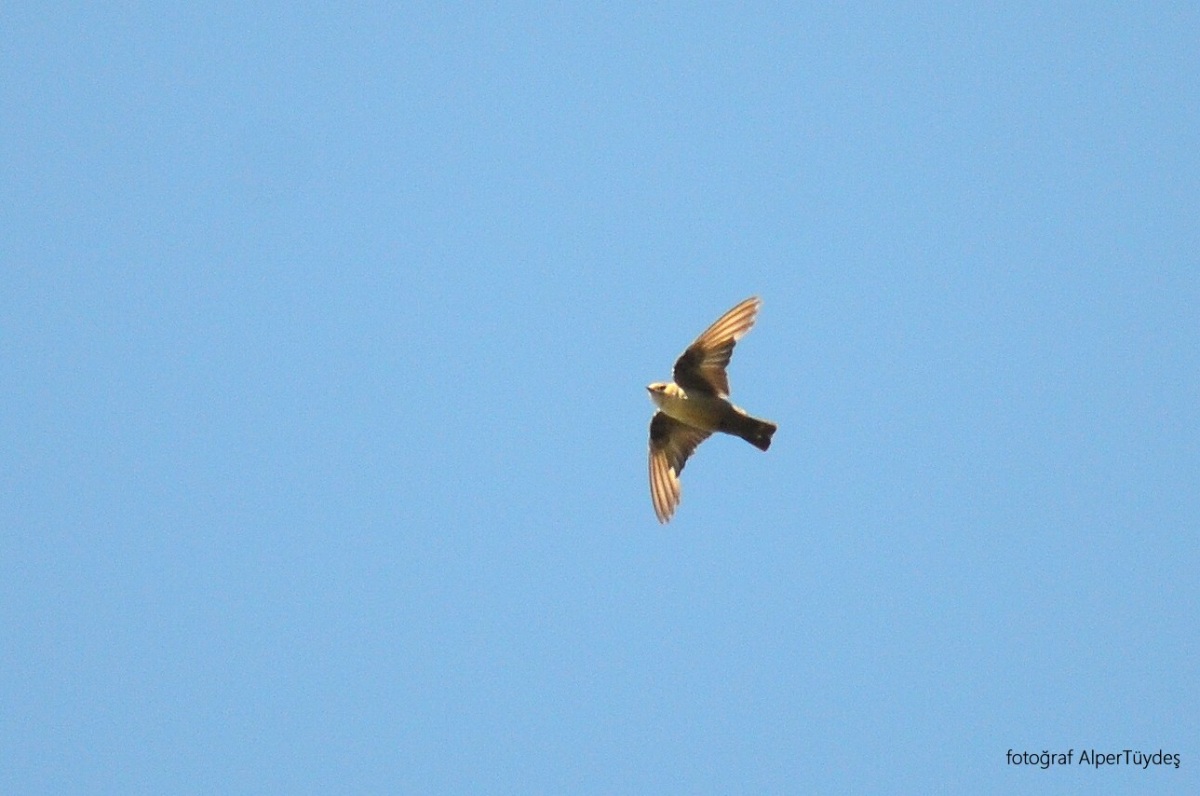 Eurasian Crag Martin