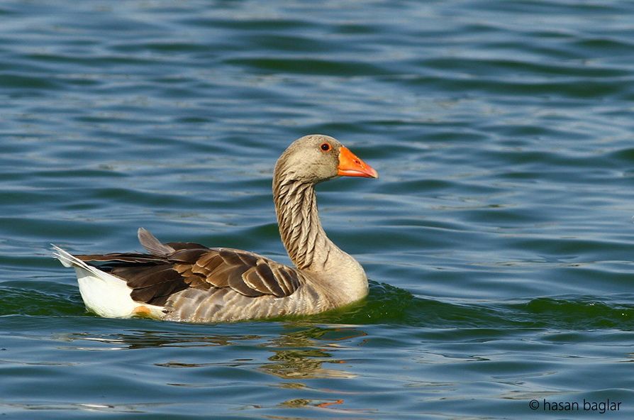 Greylag Goose