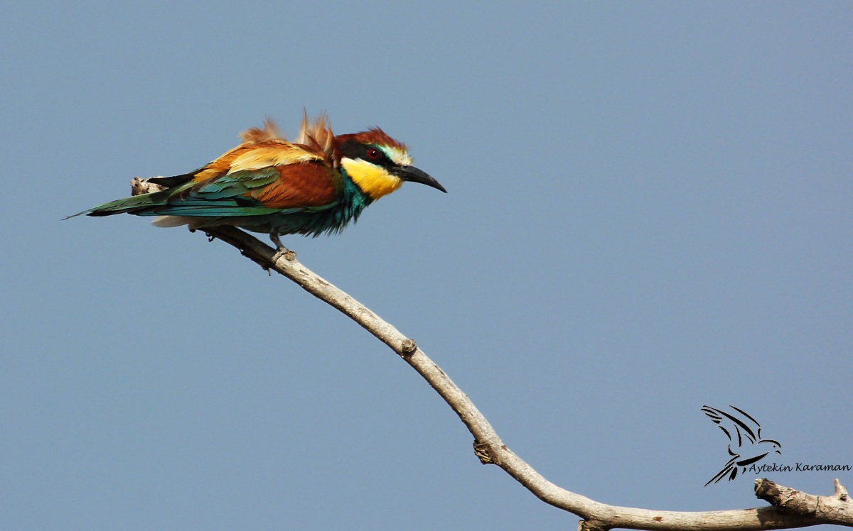 European Bee-eater