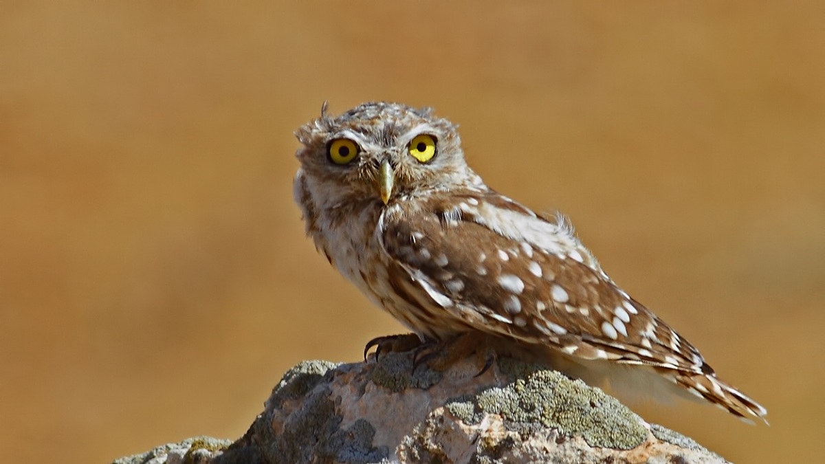 Little Owl