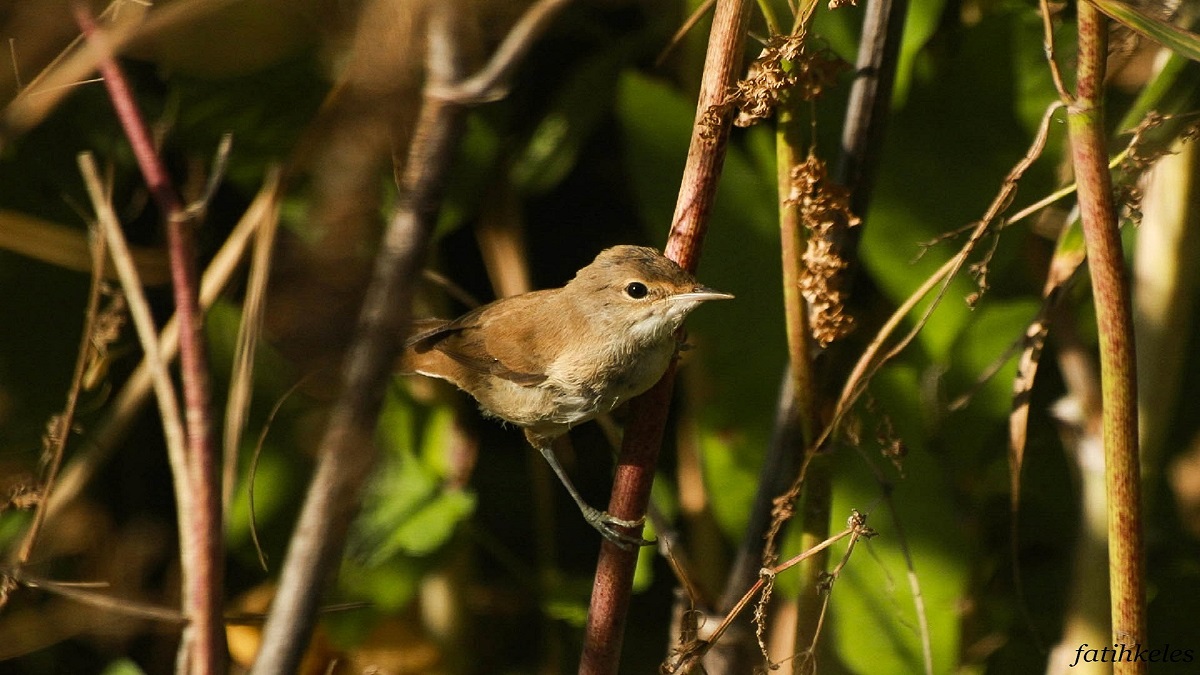 Common Reed Warbler