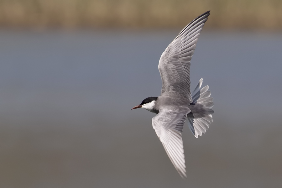 Whiskered Tern