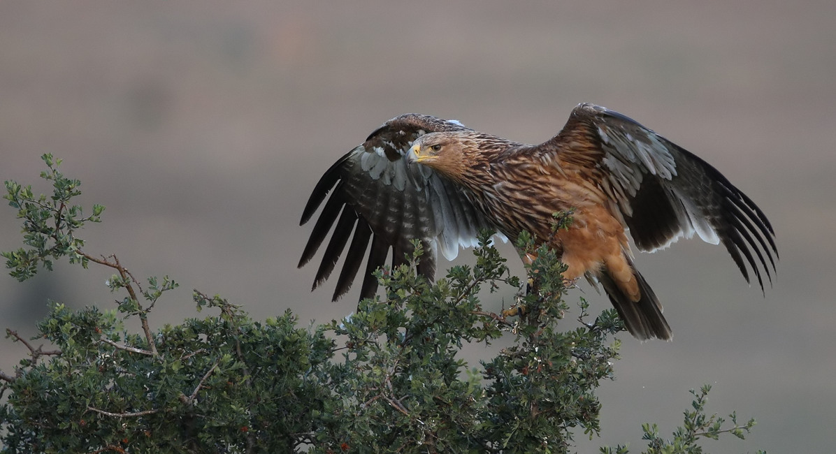 Eastern Imperial Eagle
