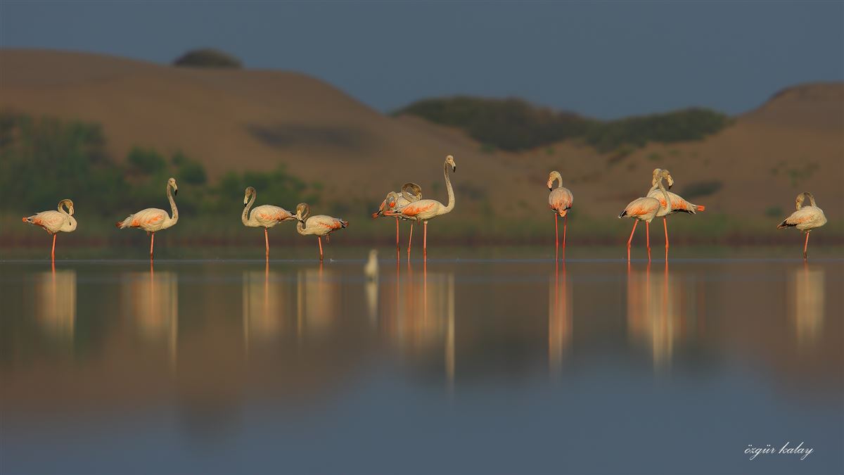 Greater Flamingo