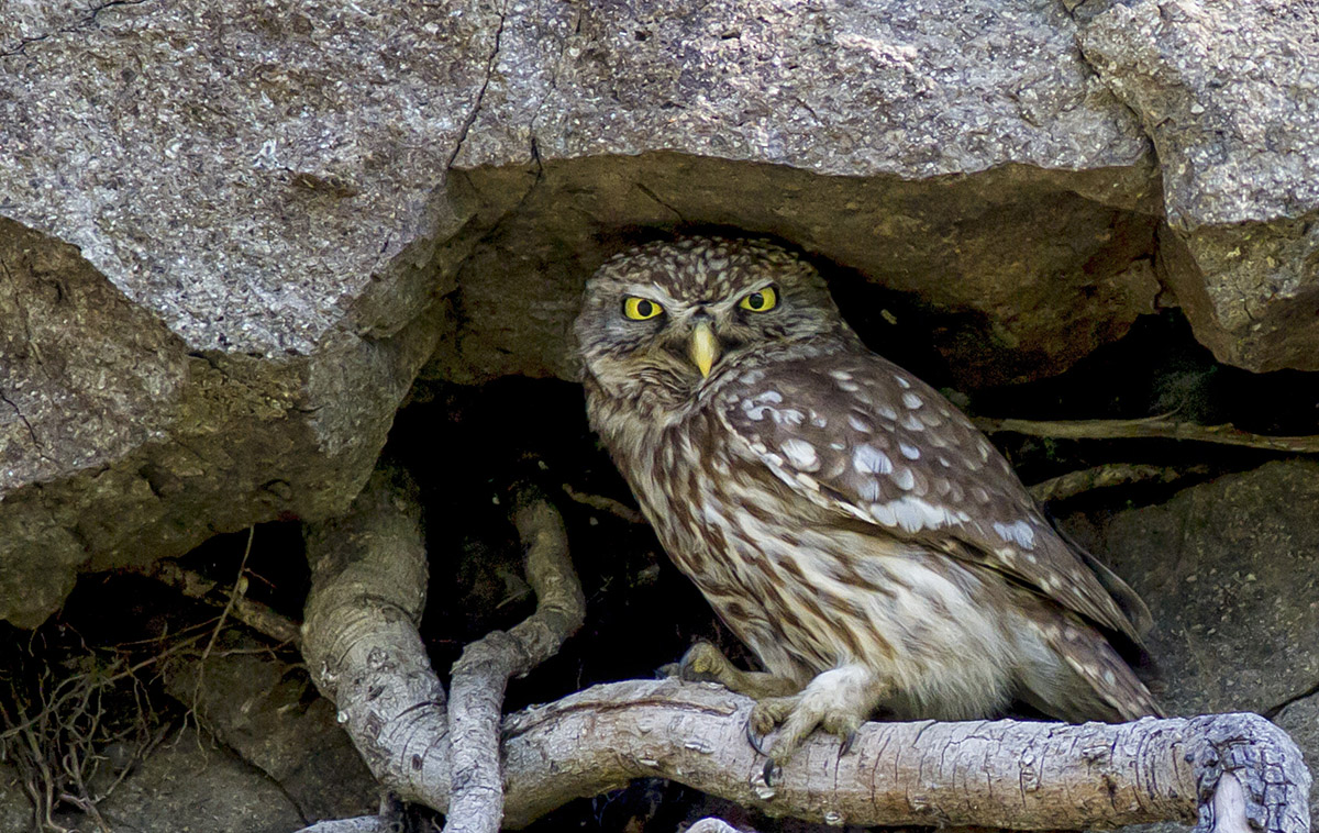 Little Owl