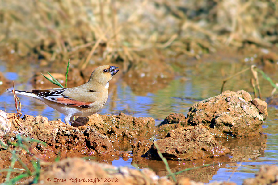 Desert Finch