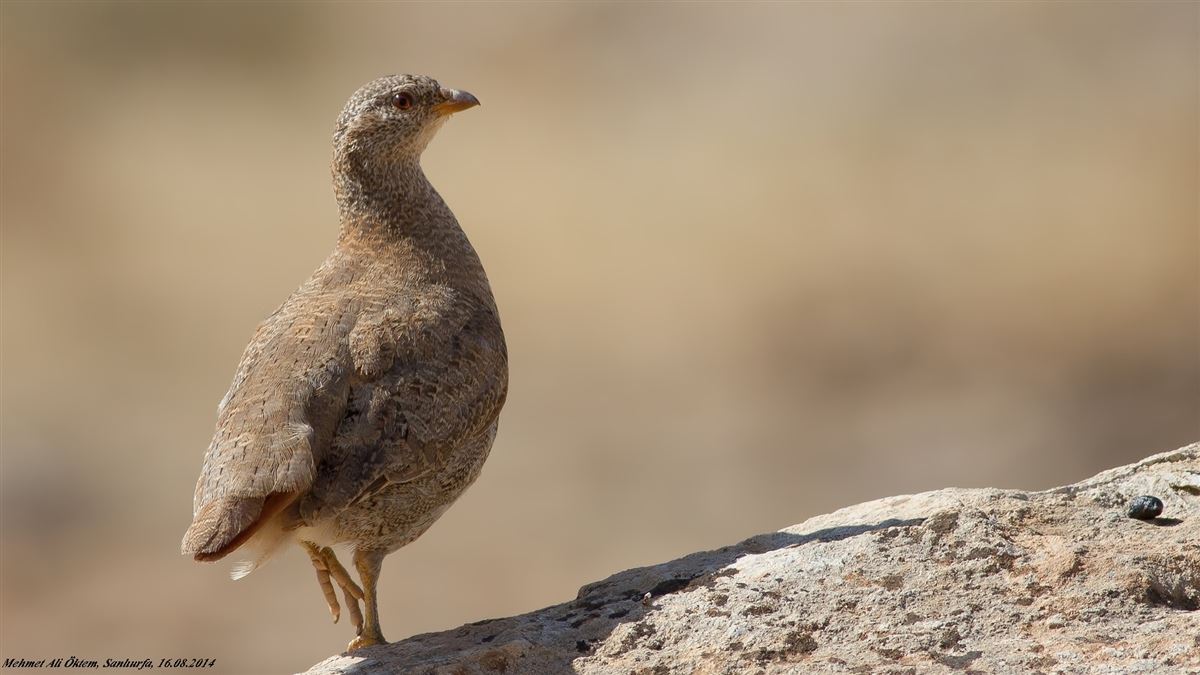 See-see Partridge