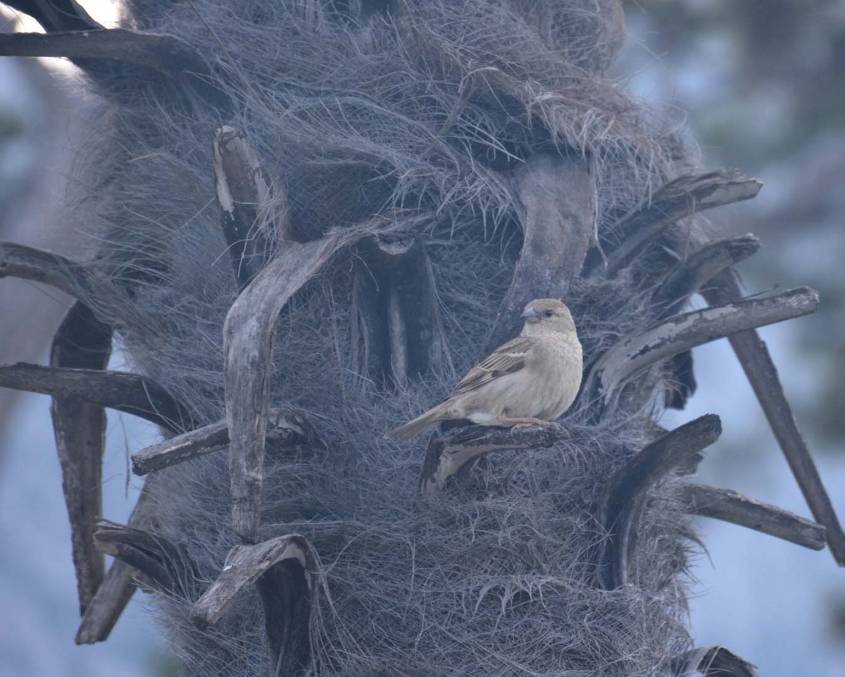 House Sparrow
