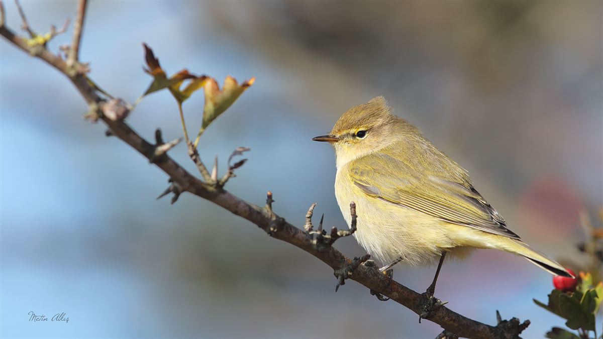 Common Chiffchaff