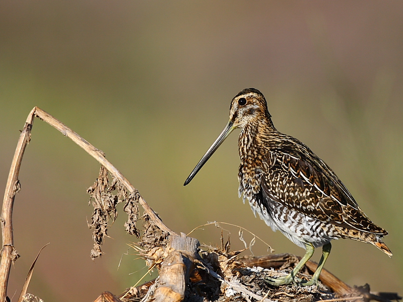 Common Snipe