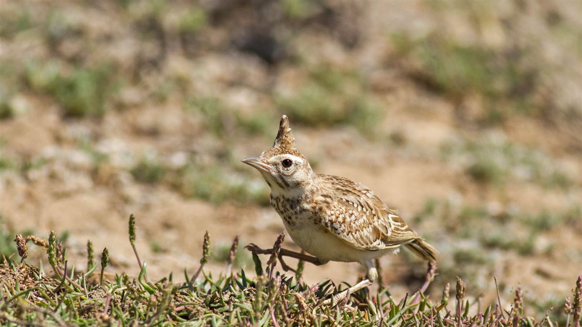 Crested Lark