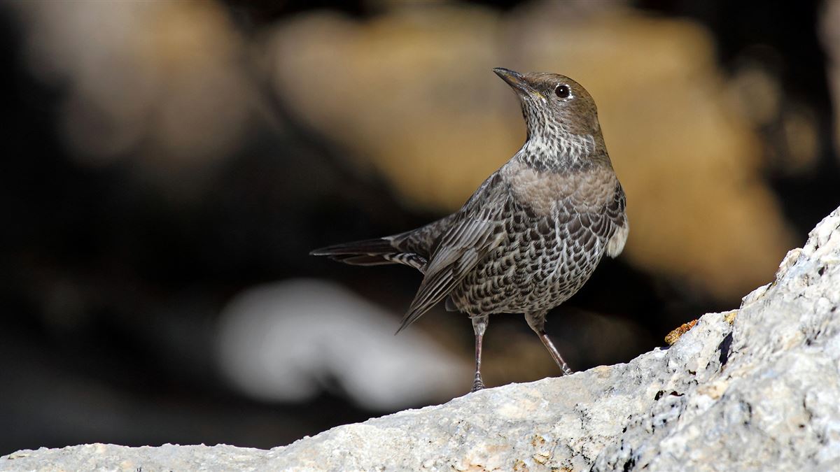 Ring Ouzel