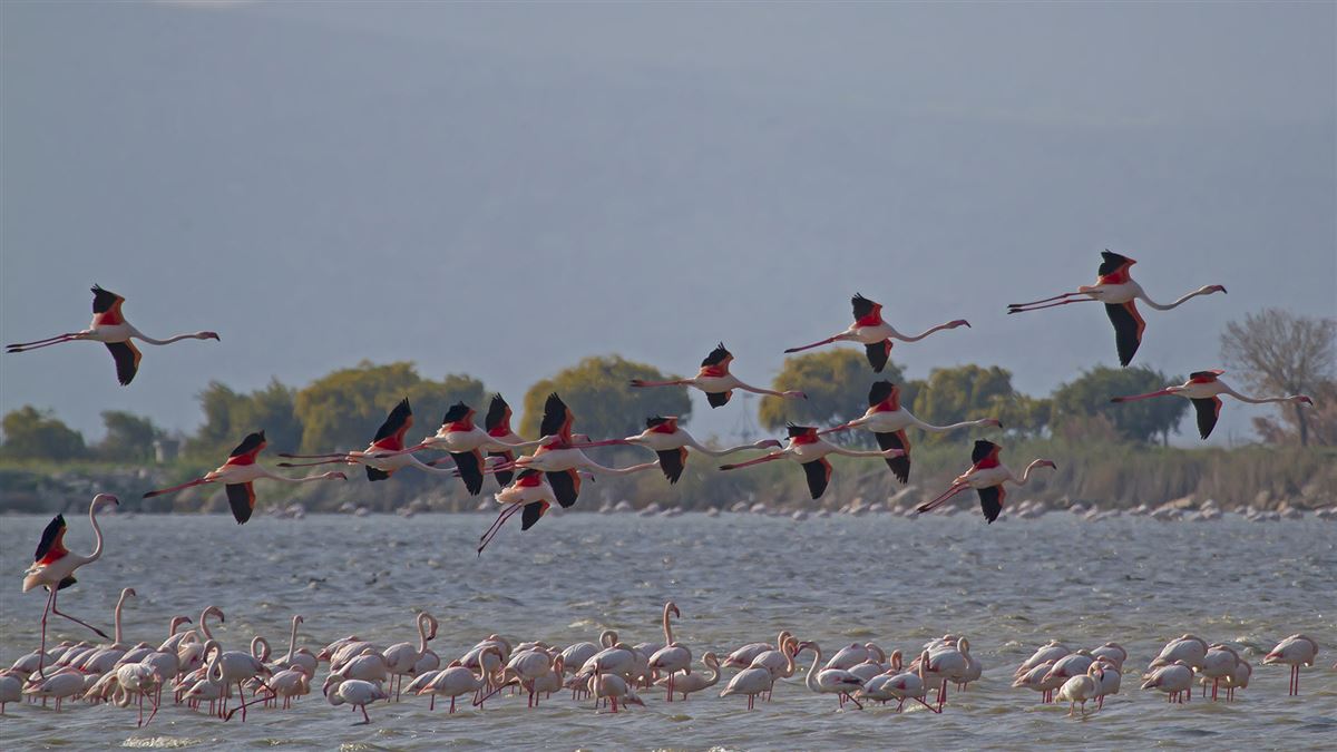 Greater Flamingo