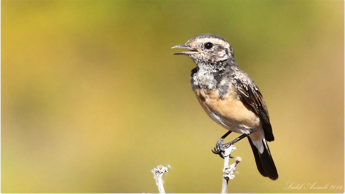 Cyprus Wheatear
