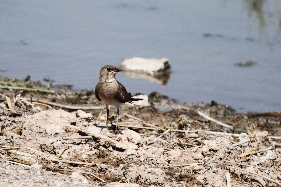 Collared Pratincole