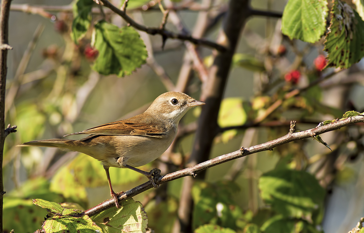 Common Whitethroat