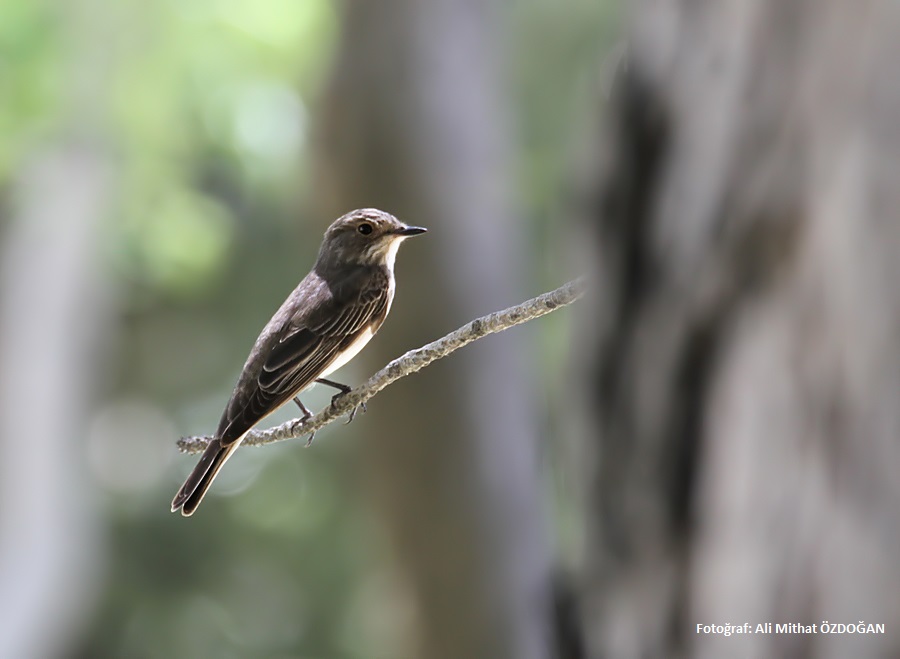 Spotted Flycatcher