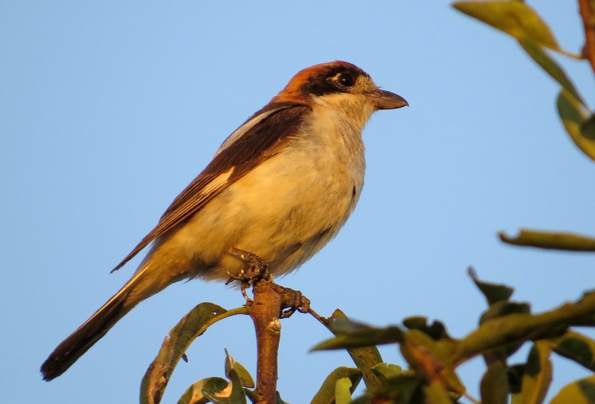 Woodchat Shrike