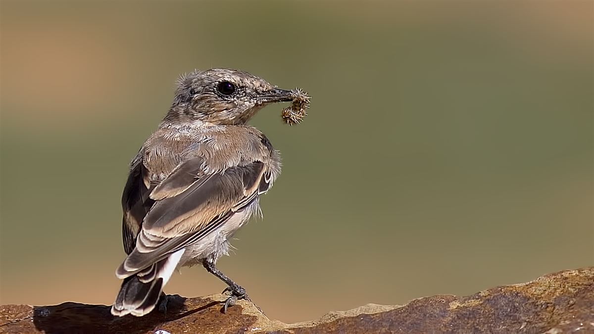 Northern Wheatear