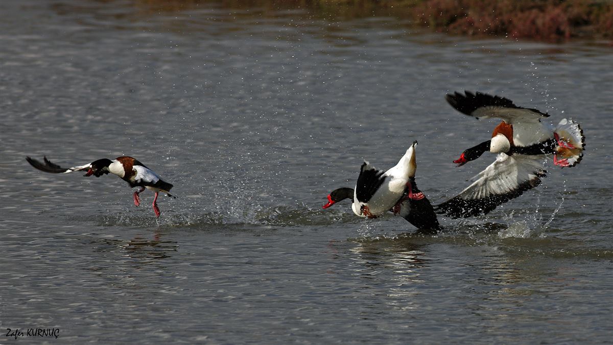 Common Shelduck