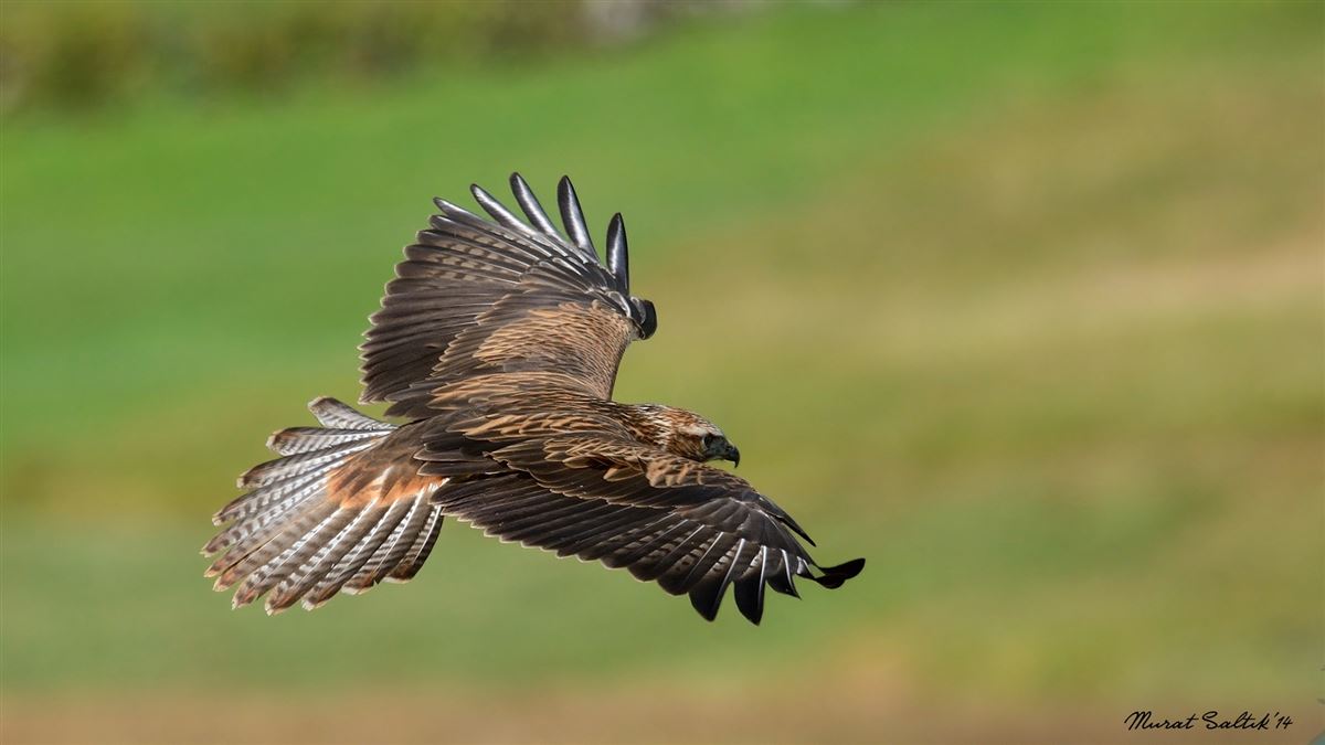 Long-legged Buzzard