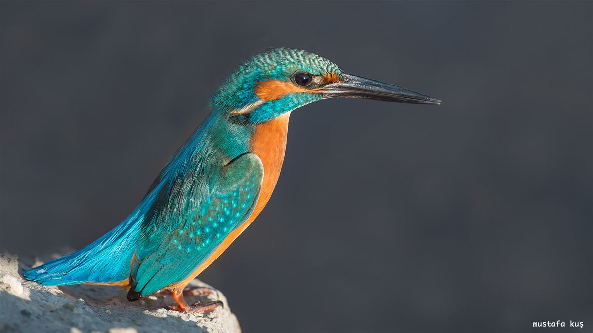 Common Kingfisher