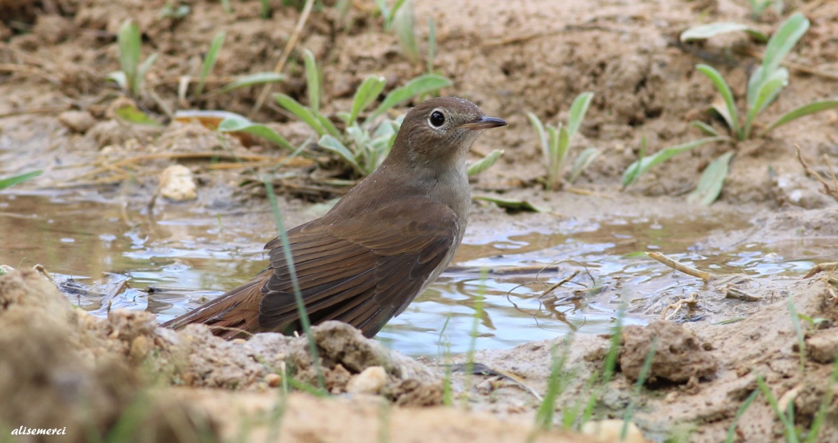 Thrush Nightingale