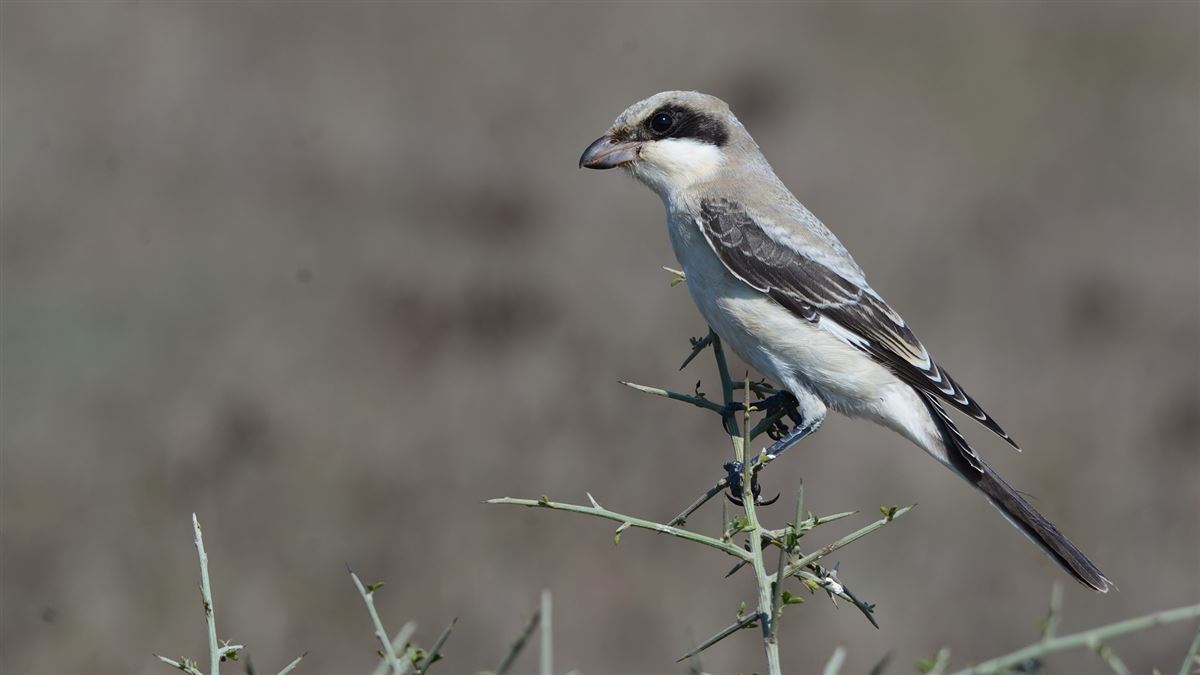 Lesser Grey Shrike