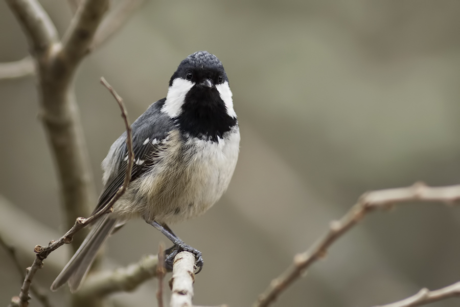 Coal Tit