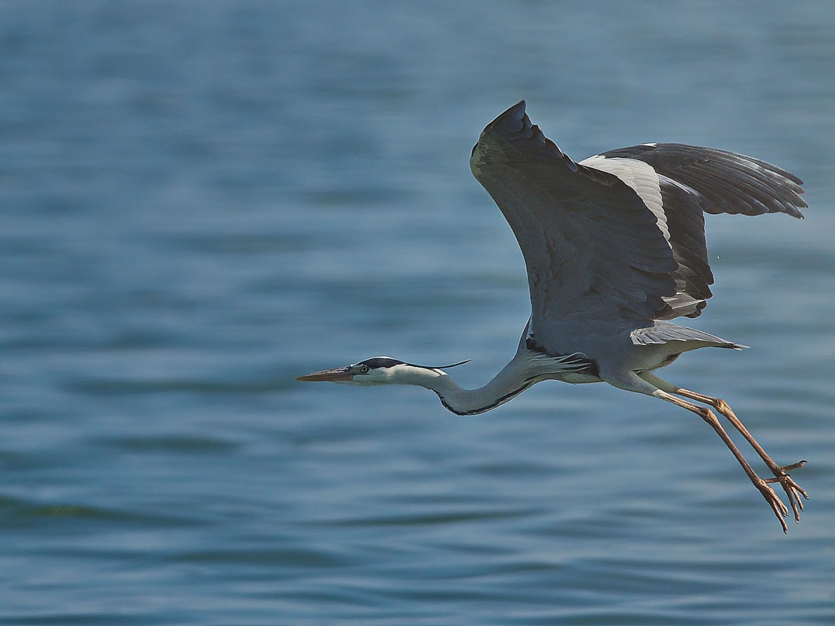 Grey Heron