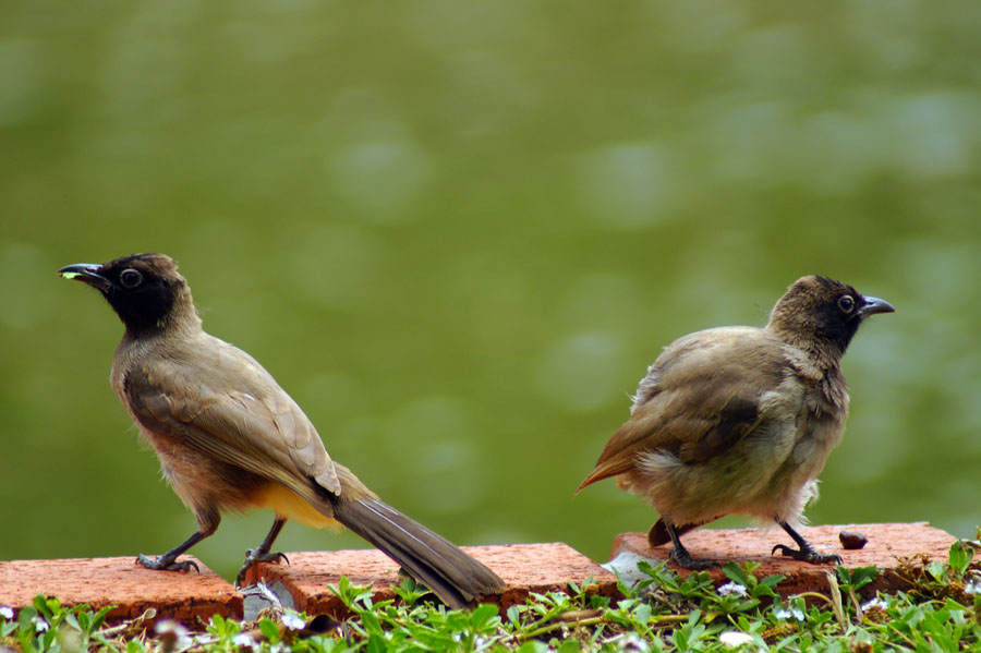 White-spectacled Bulbul