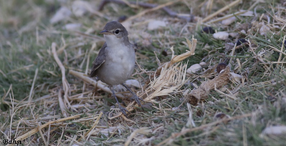 Upcher`s Warbler