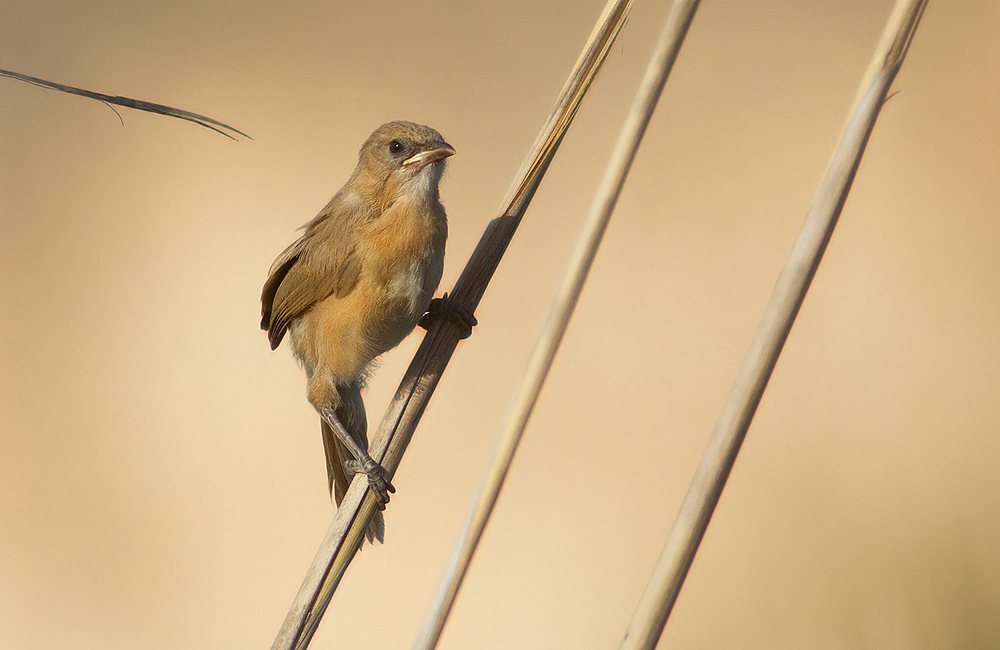 Iraq Babbler