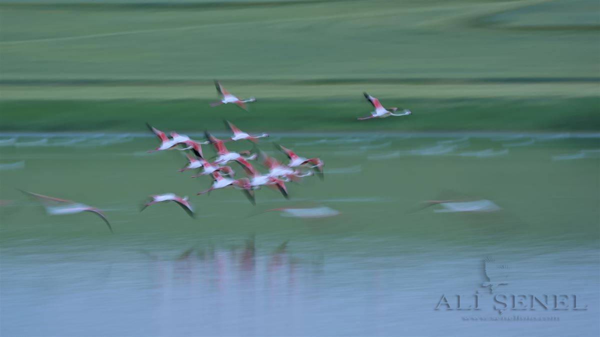 Flamingo