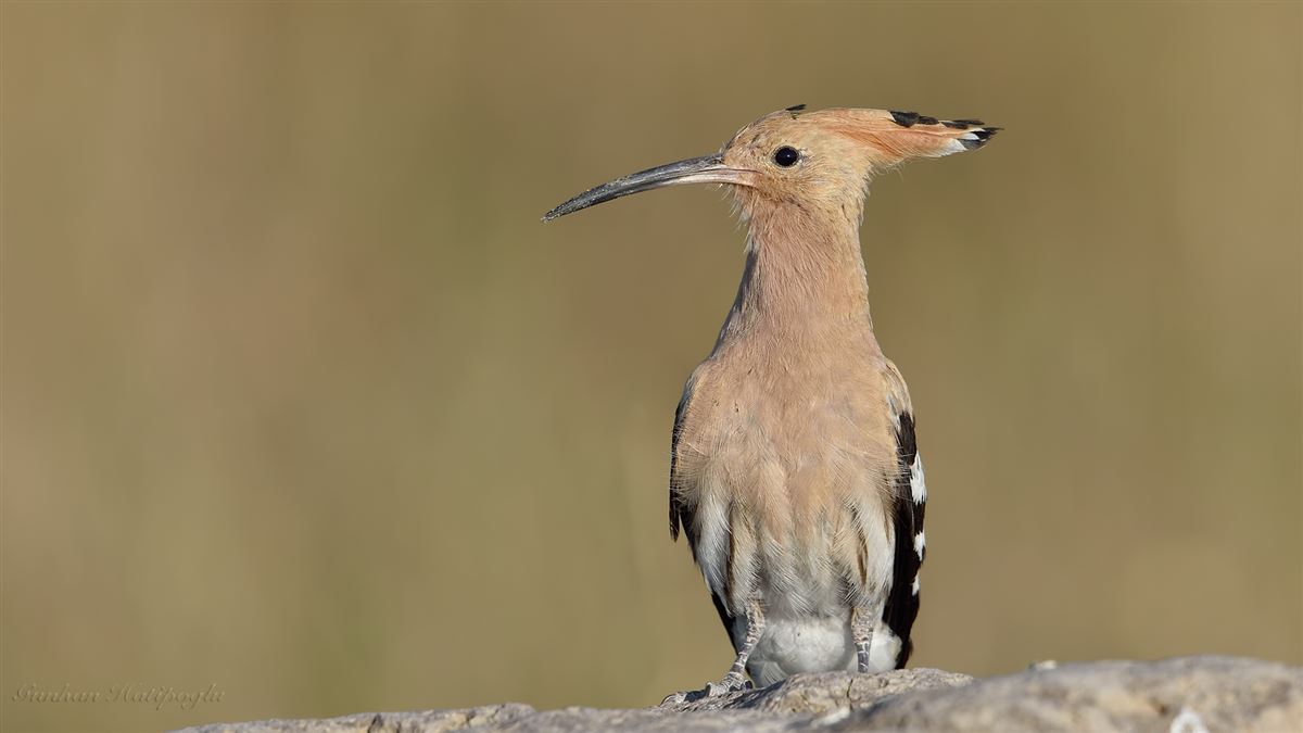 Eurasian Hoopoe