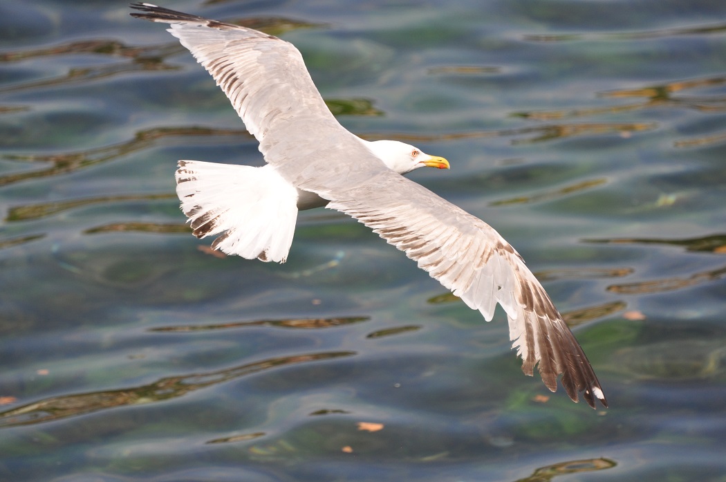 Yellow-legged Gull