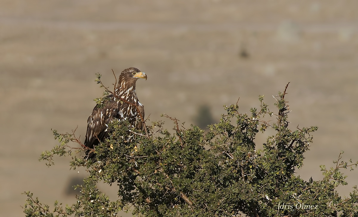 White-tailed Eagle