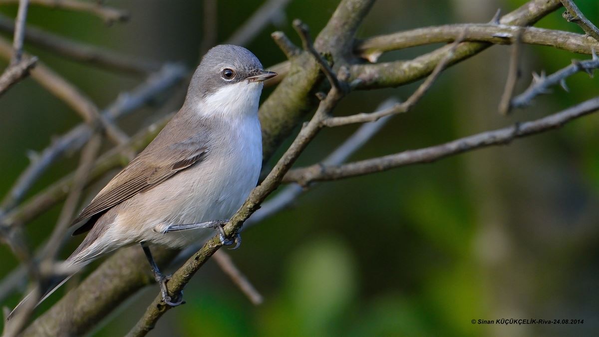 Lesser Whitethroat