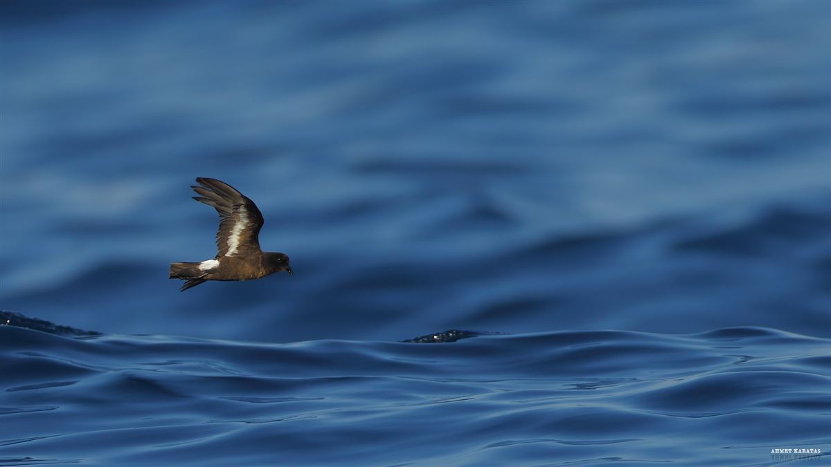 European Storm Petrel
