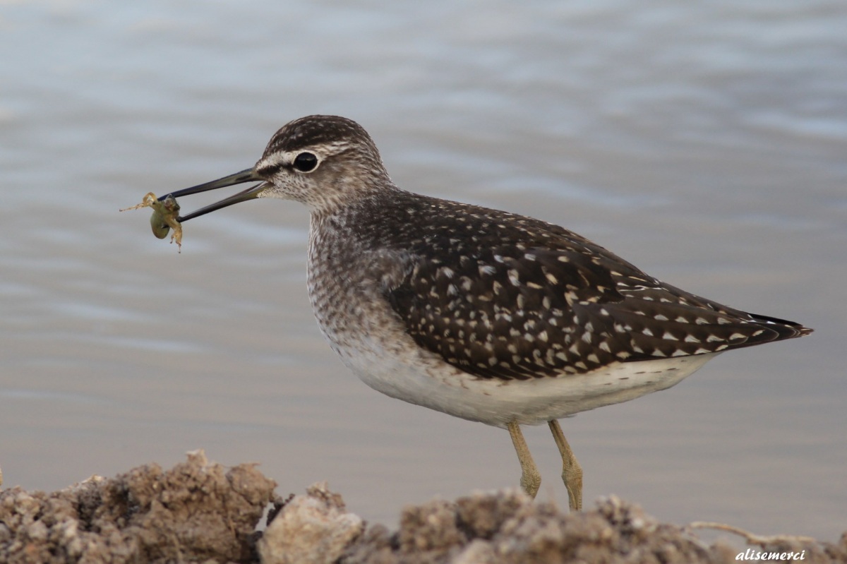 Wood Sandpiper