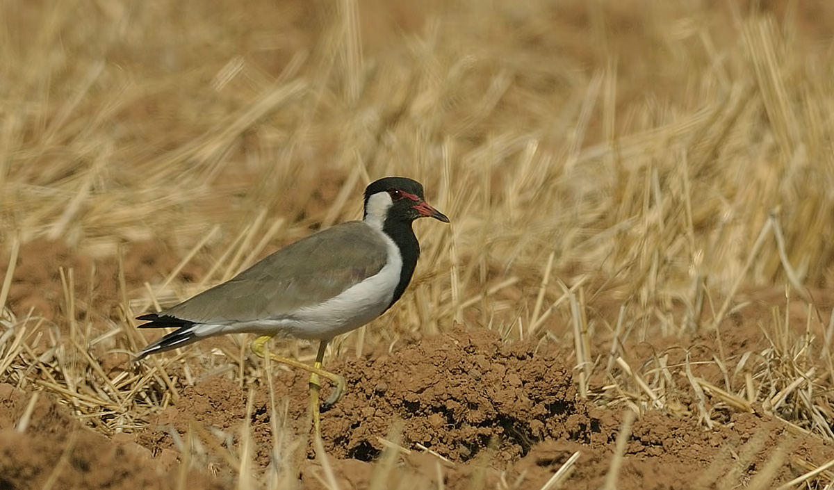 Red-wattled Lapwing