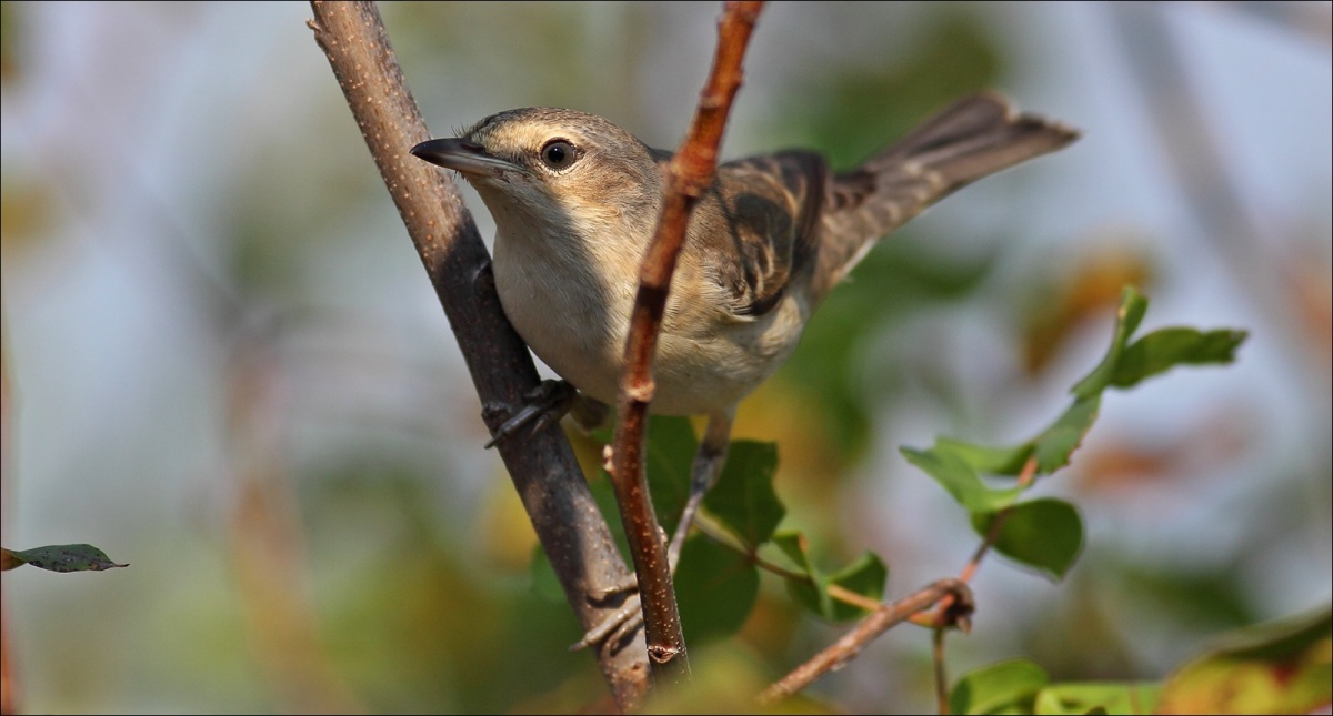 Barred Warbler