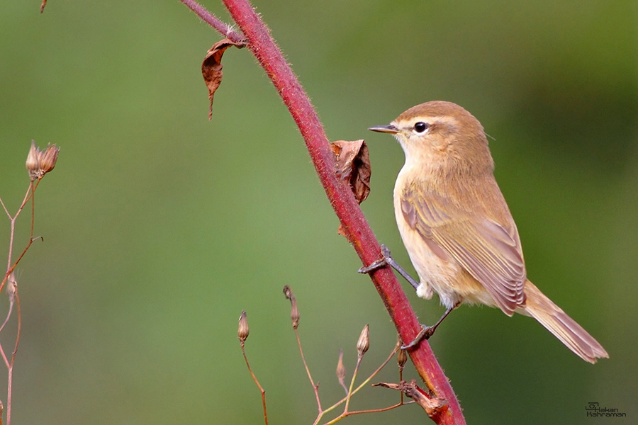 Mountain Chiffchaff