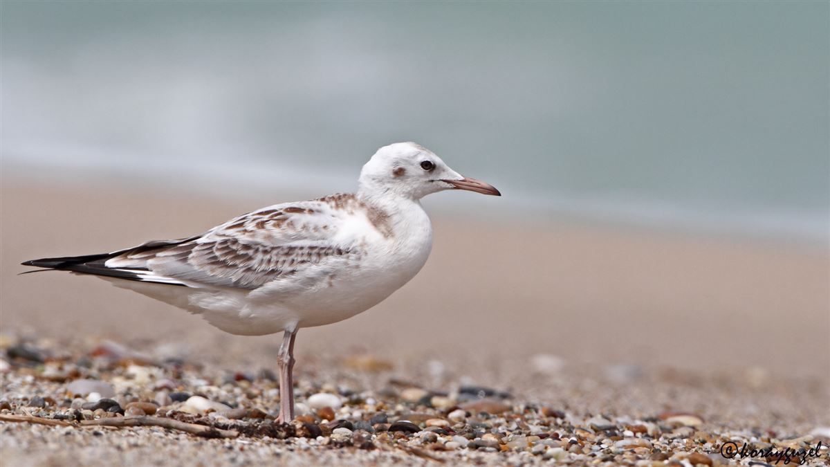Slender-billed Gull