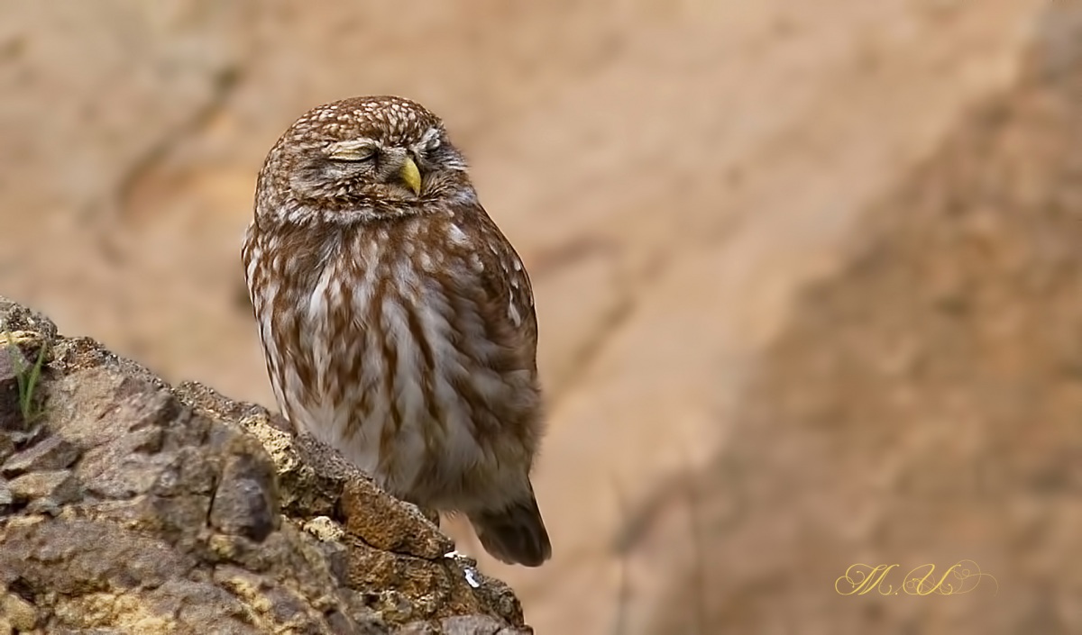 Little Owl