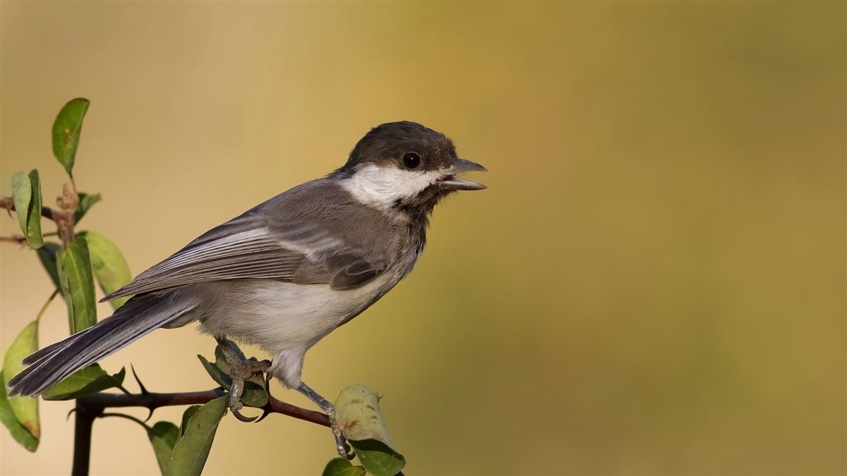 Sombre Tit