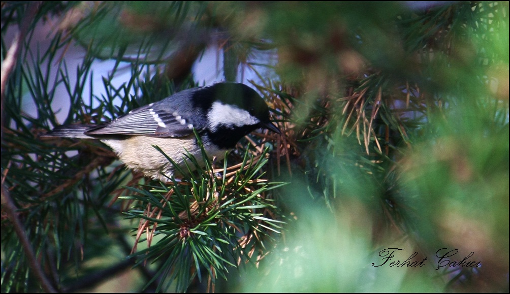 Coal Tit