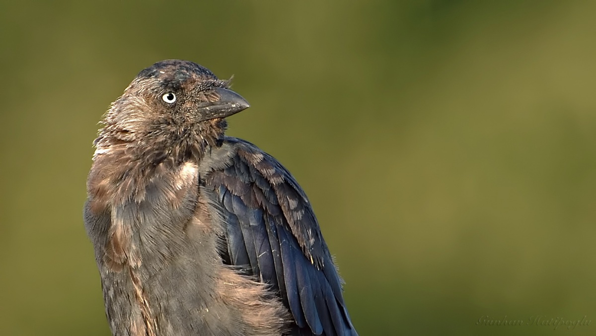 Western Jackdaw