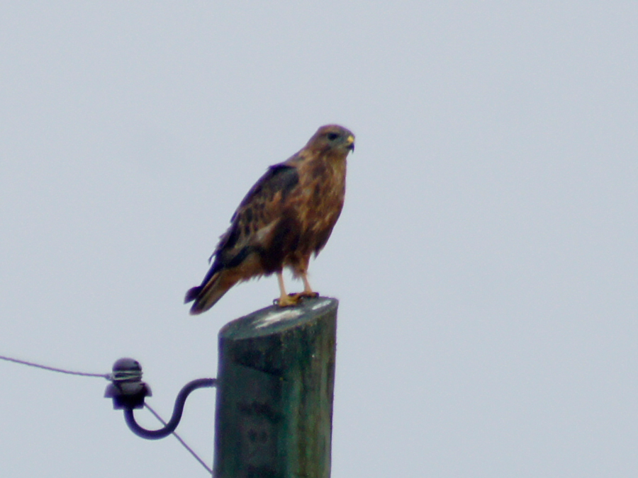 Long-legged Buzzard